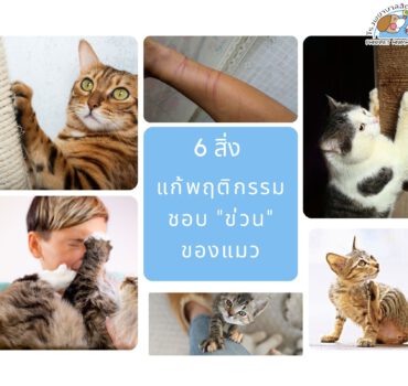 6 สิ่งทำไมแมวมักมีพฤติกรรม "ข่วน"